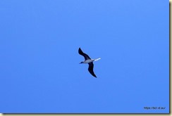 Pacific Adventure - Albatross